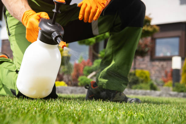 Best Termite Control Services  in Streamwood, IL