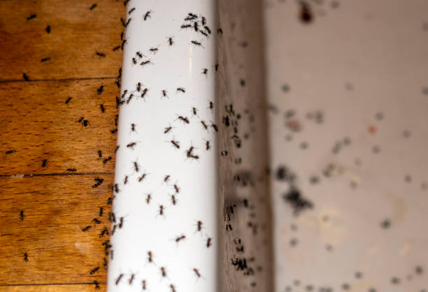 Best Pest Prevention Services  in Streamwood, IL